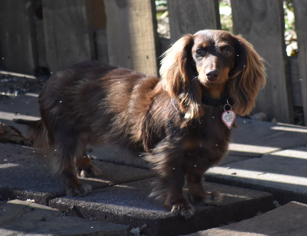 Chewy in NC