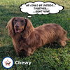 Chewy in NC