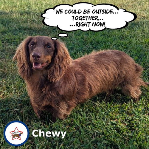 Chewy in NC
