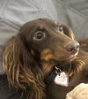 Chewy in NC