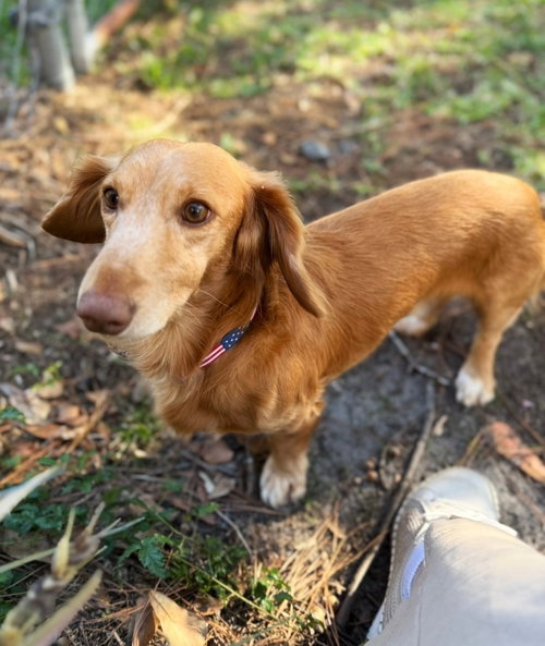 Simba in SC