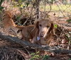 Simba in SC