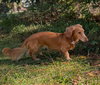 Simba in SC