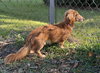 Simba in SC
