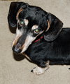 Buster in TN (frosty face alert!)