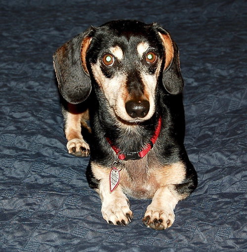 picture of the dog needing adoption