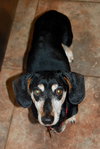 Buster in TN (frosty face alert!)
