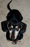 Buster in TN (frosty face alert!)