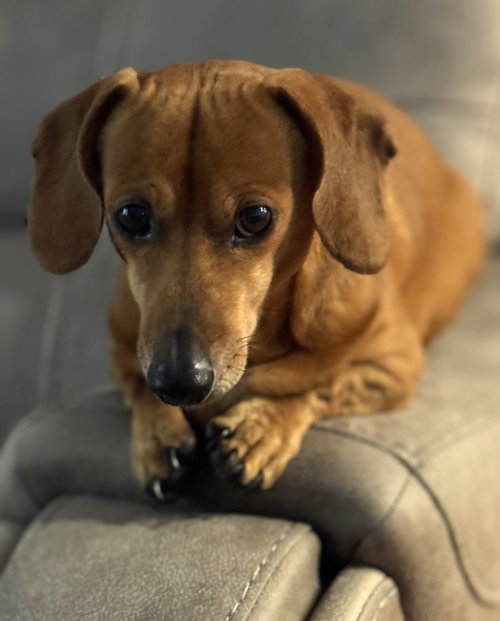 picture of the dog needing adoption