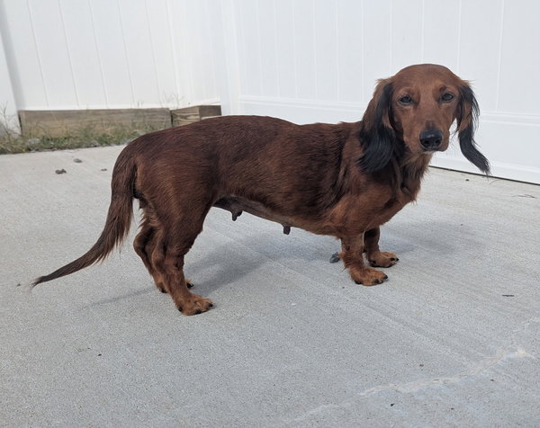 Pip in NC