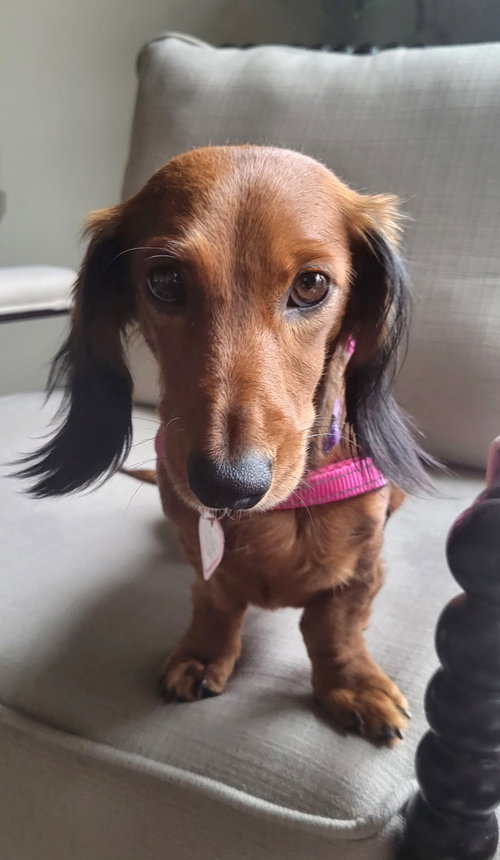 Pip in NC