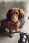 Pip in NC
