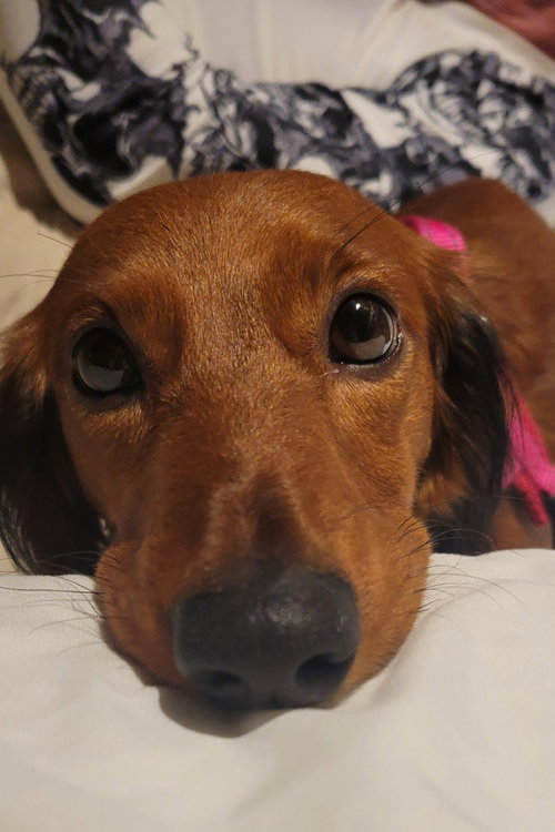 Pip in NC