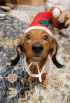 Pip in NC