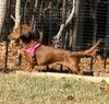Pip in NC