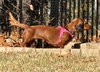 Pip in NC