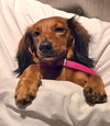 Pip in NC