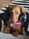 Pip in NC
