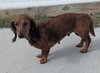 Pip in NC