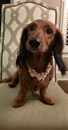 Pip in GA