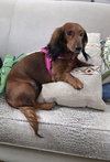 Pip in GA