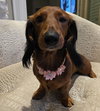 Pip in NC