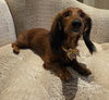 Pip in GA