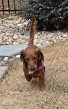 Pip in GA