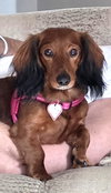 Pip in GA