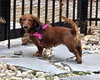 Pip in GA