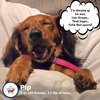 Pip in NC