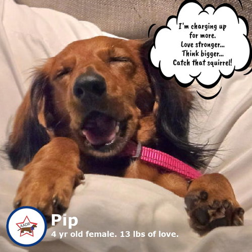 Pip in GA