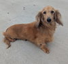 Frankie in TN