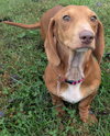 Sadie in SC