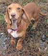 Sadie in SC