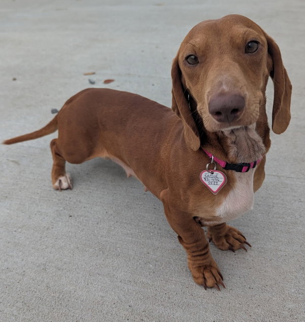 Sadie in SC