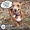 Sadie in SC