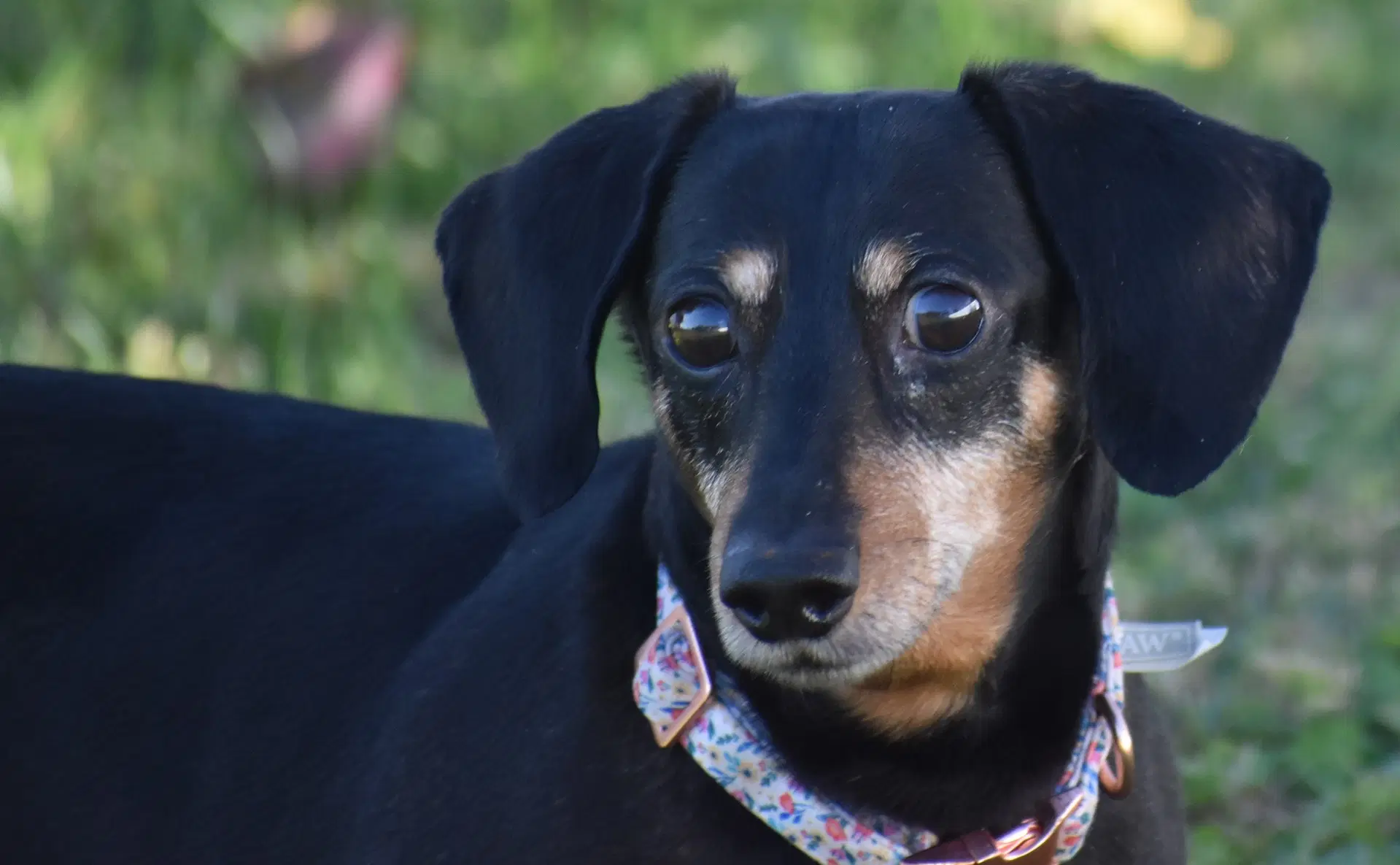 Dixie In Tn Looking For A Forever Foster image 4