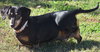 Dixie in TN