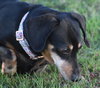 Dixie in TN