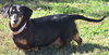 Dixie in TN