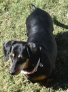 Dixie in TN