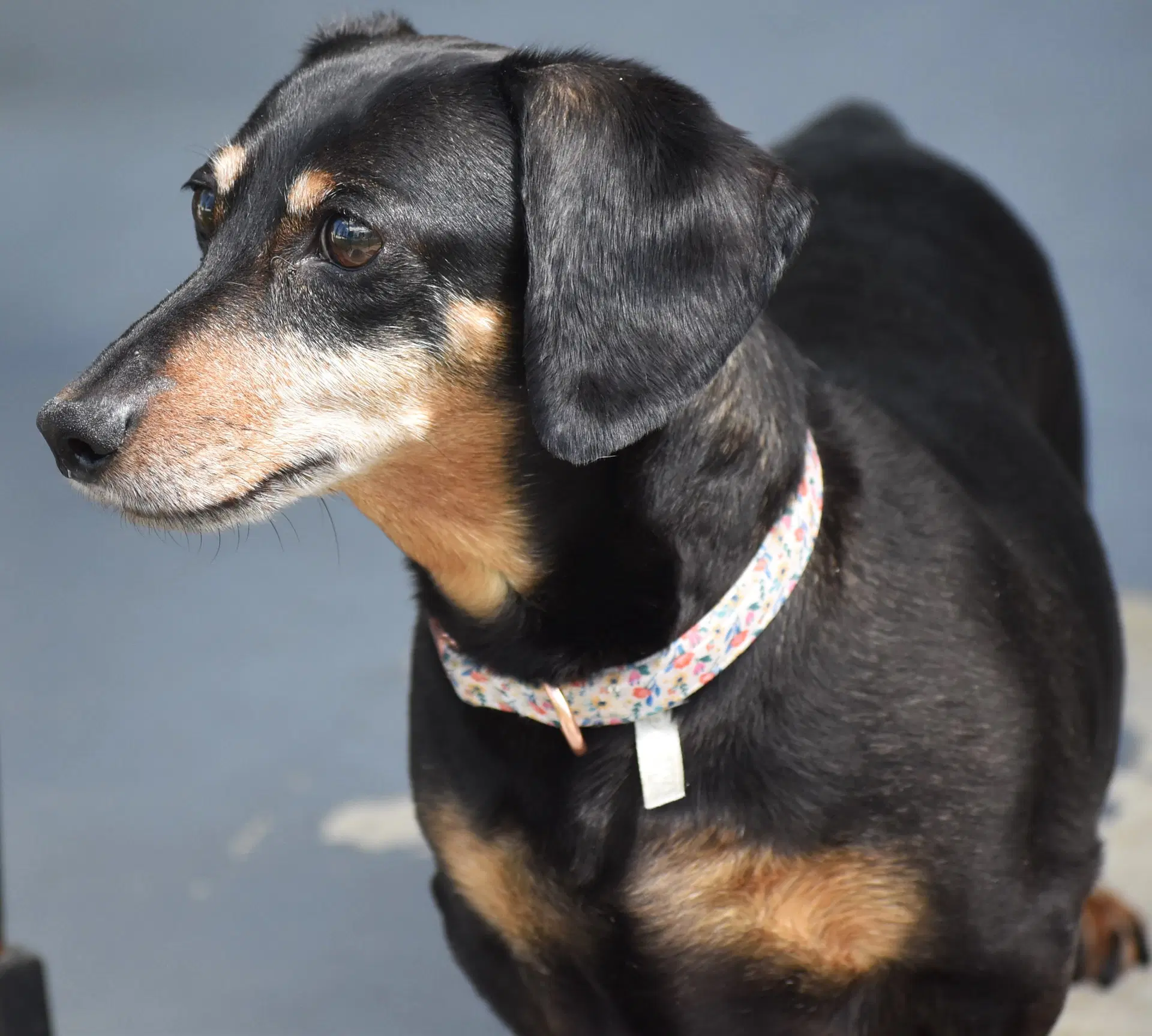 Dixie In Tn Looking For A Forever Foster - Dachshund
