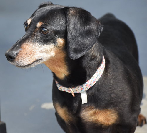 Dixie in TN
