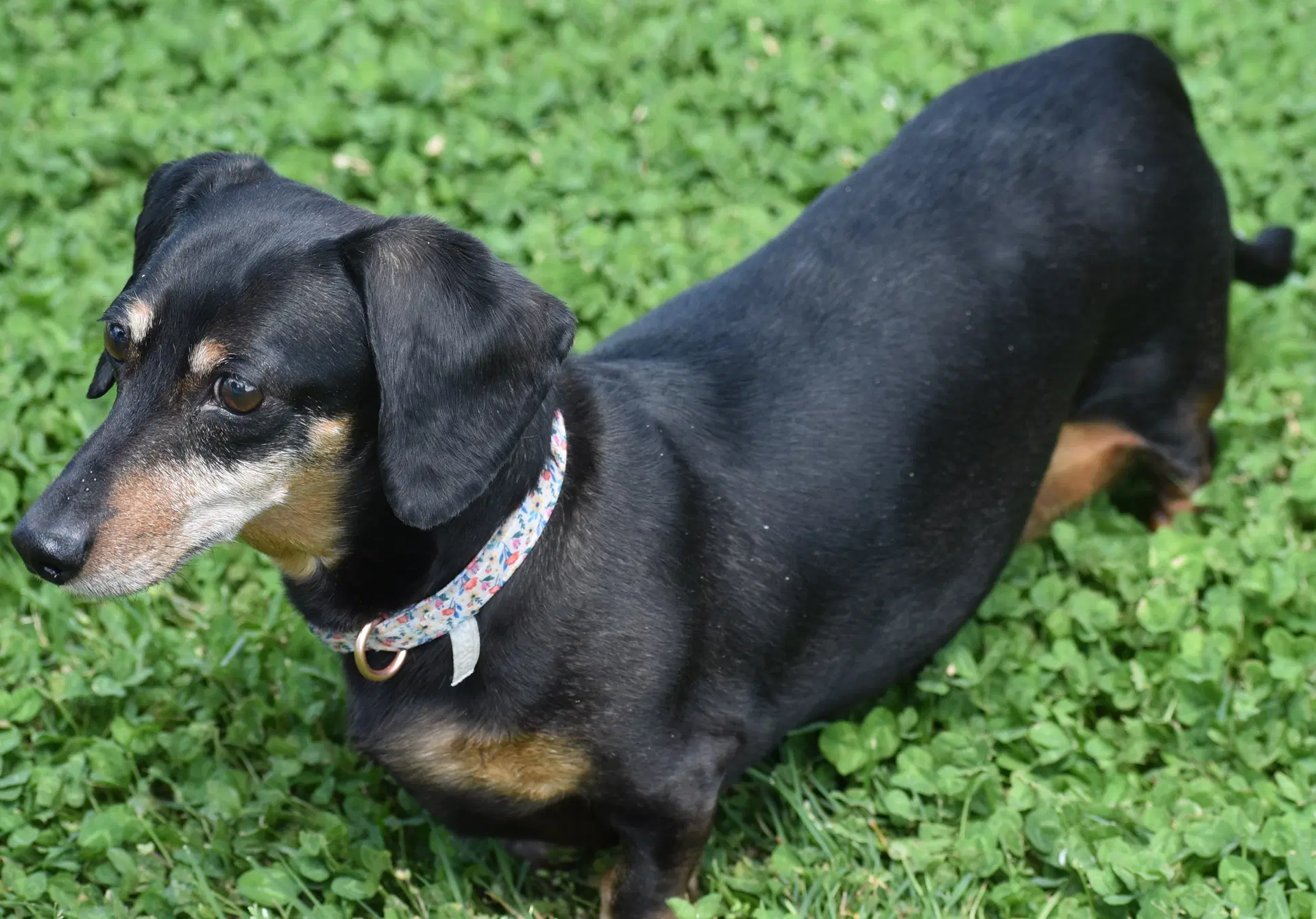 Dixie In Tn Looking For A Forever Foster image 3
