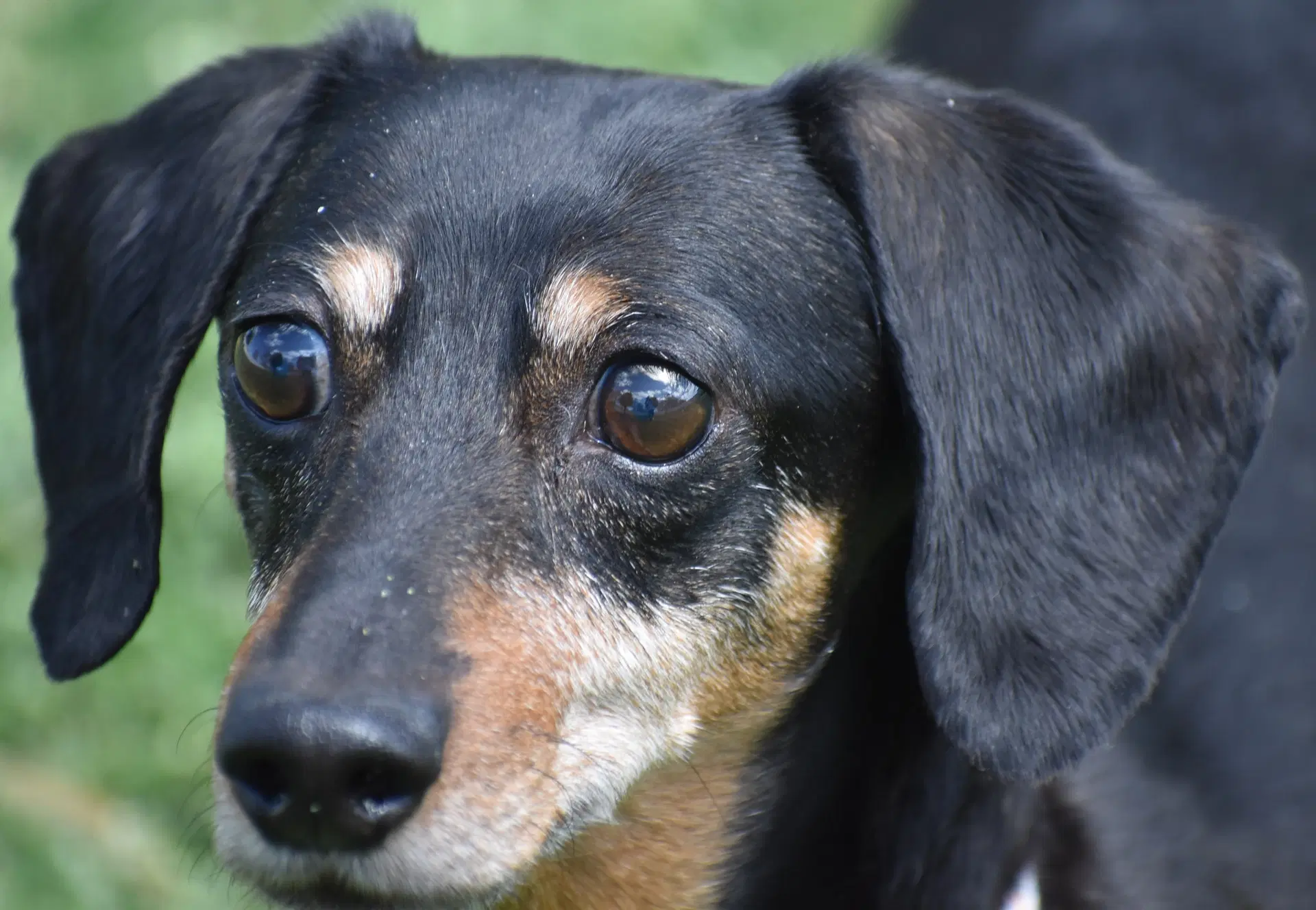 Dixie In Tn Looking For A Forever Foster image 2
