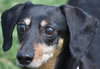 Dixie in TN (looking for a forever foster) - Photo 2
