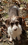 Sydney in TN