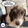 Sydney in TN