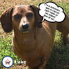 Luke in WI